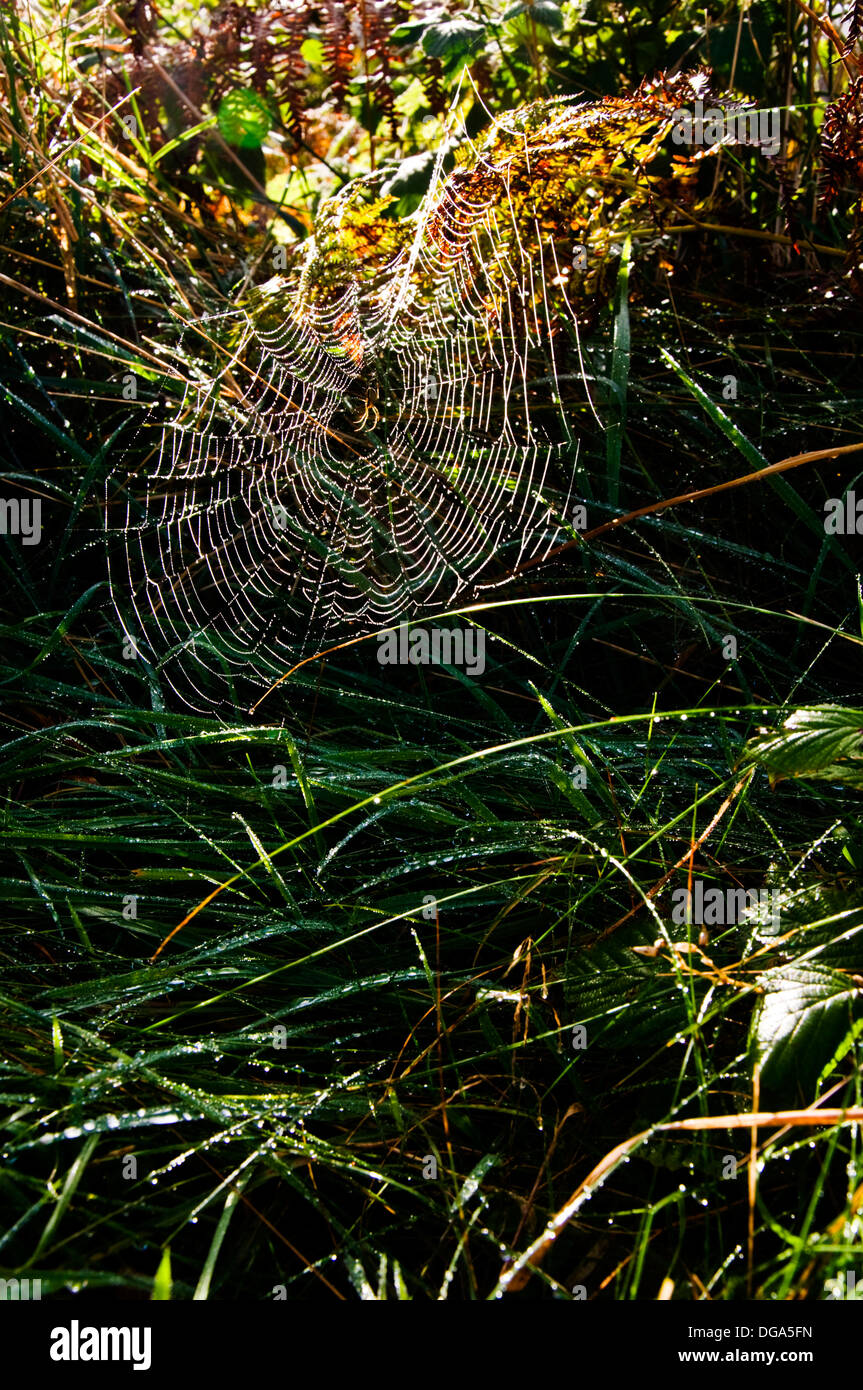 Rifrattori Rugiada di mattina presto sun su una spider web Foto Stock