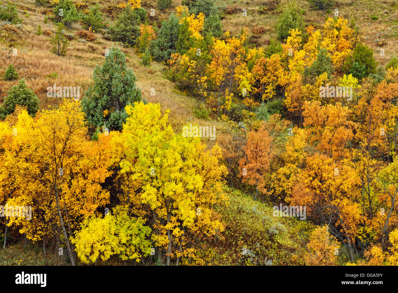 Verde frassino visualizzazione inizio autunno colore in praterie Theodore Roosevelt National Park South Dakota del Nord STATI UNITI D'AMERICA Foto Stock