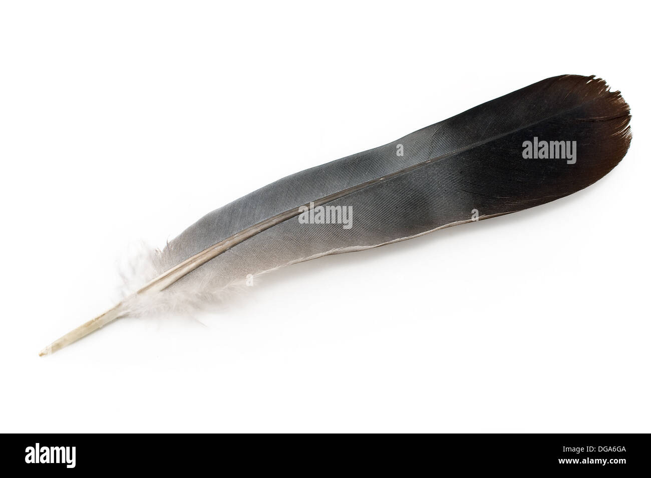 Feather isolato su bianco Foto Stock