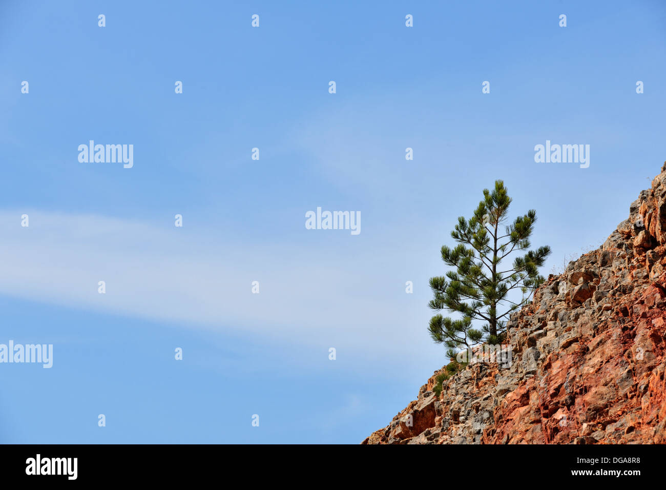 Alberi di pino su una cresta rocciosa vicino Drummond Montana USA Foto Stock