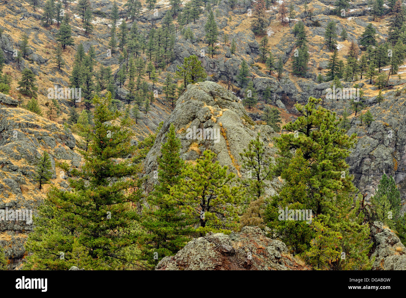Rocce e ponderosa pine nel Missouri River Canyon ho 15 n orecchio metà Canon Montana USA Foto Stock