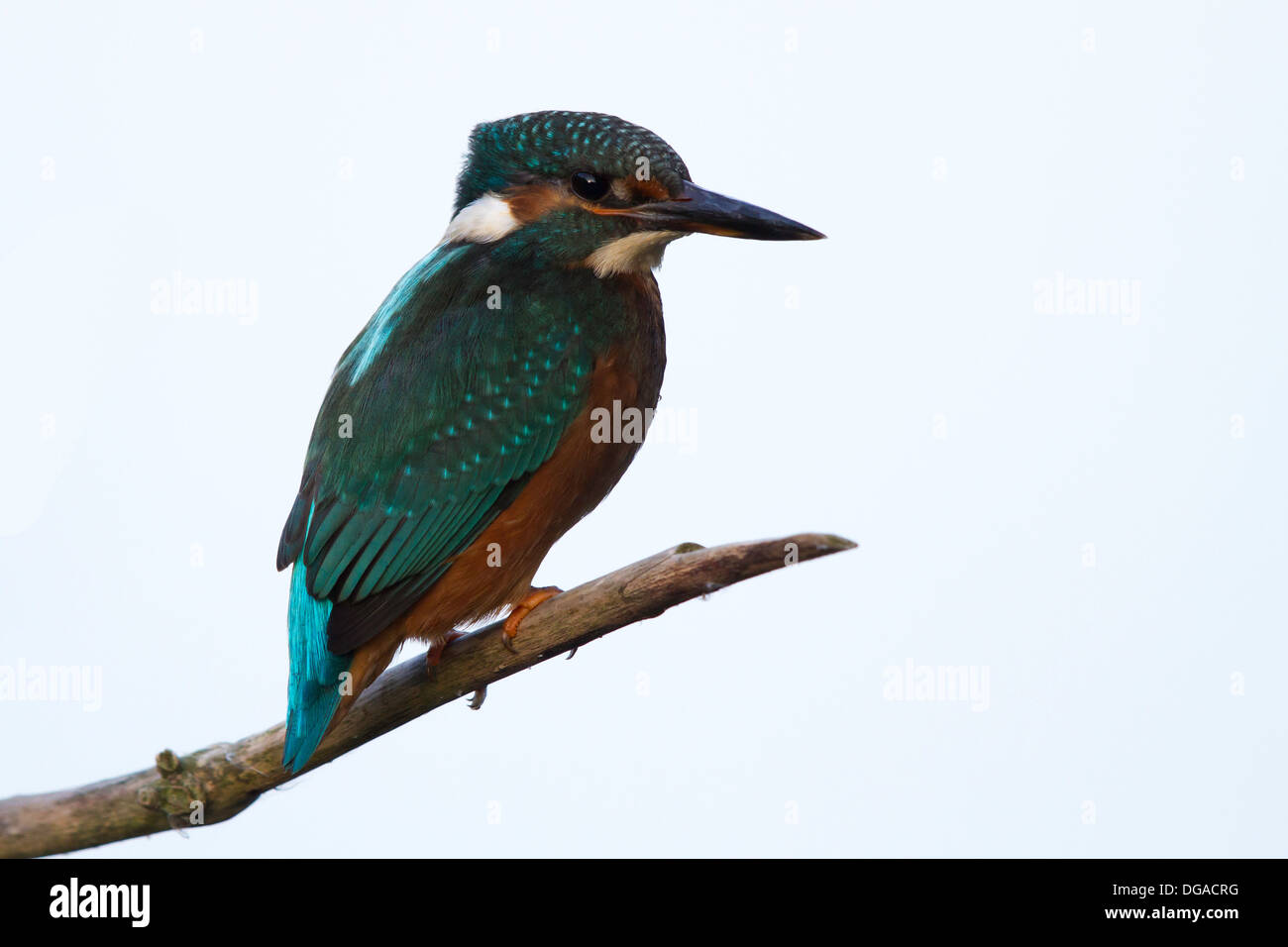 Comune femmina Kingfisher appollaiato su un ramo Foto Stock