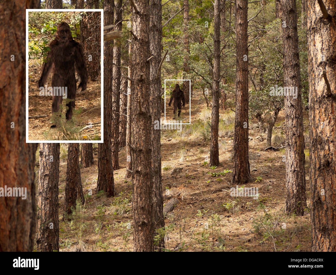 Bigfoot avvistamento Foto Stock