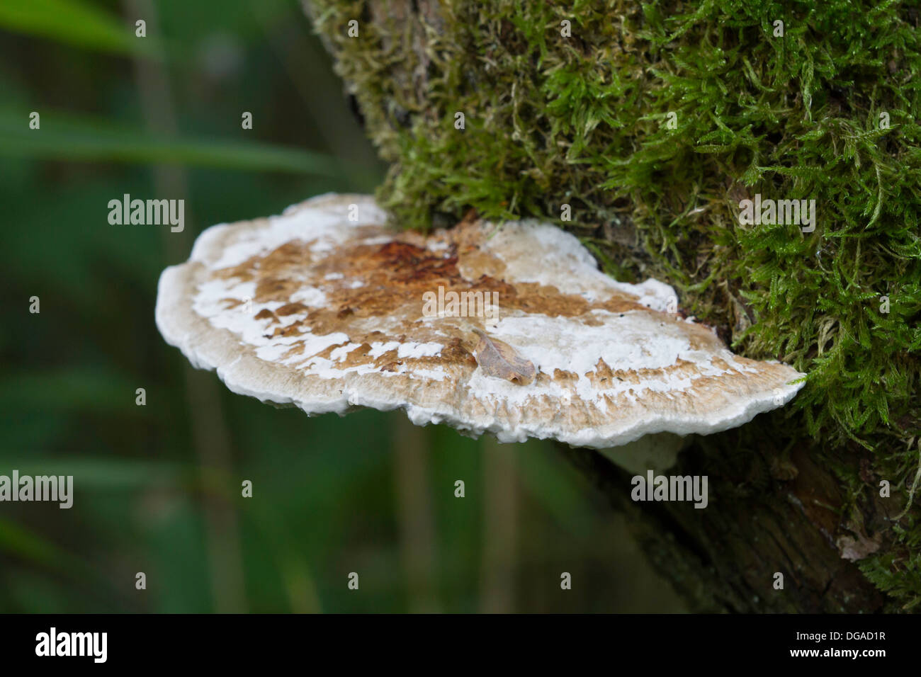 Staffa grande funghi che crescono da moss-coperto tronco di albero Foto Stock
