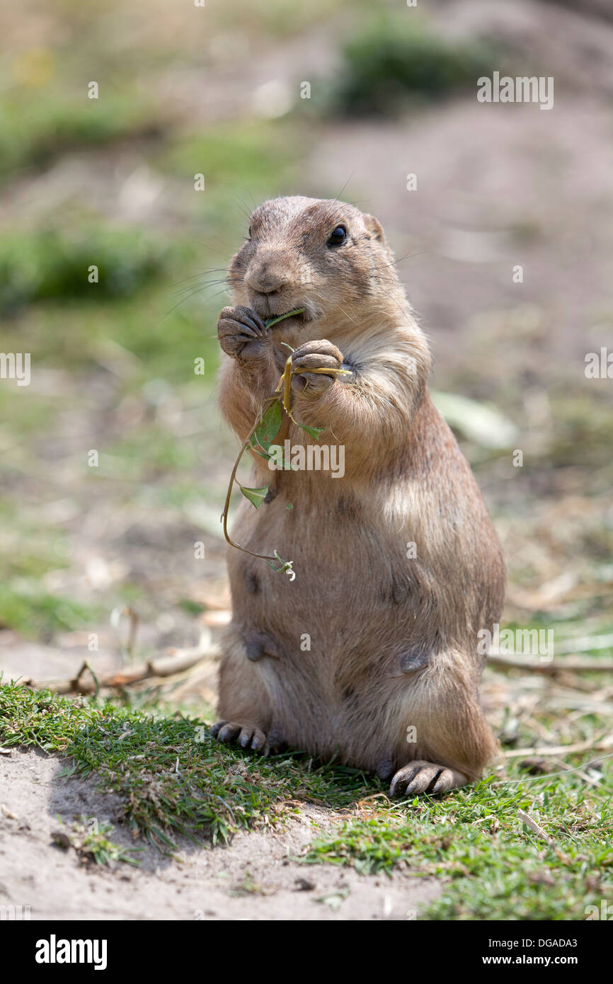 Mangiare marmotta Foto Stock