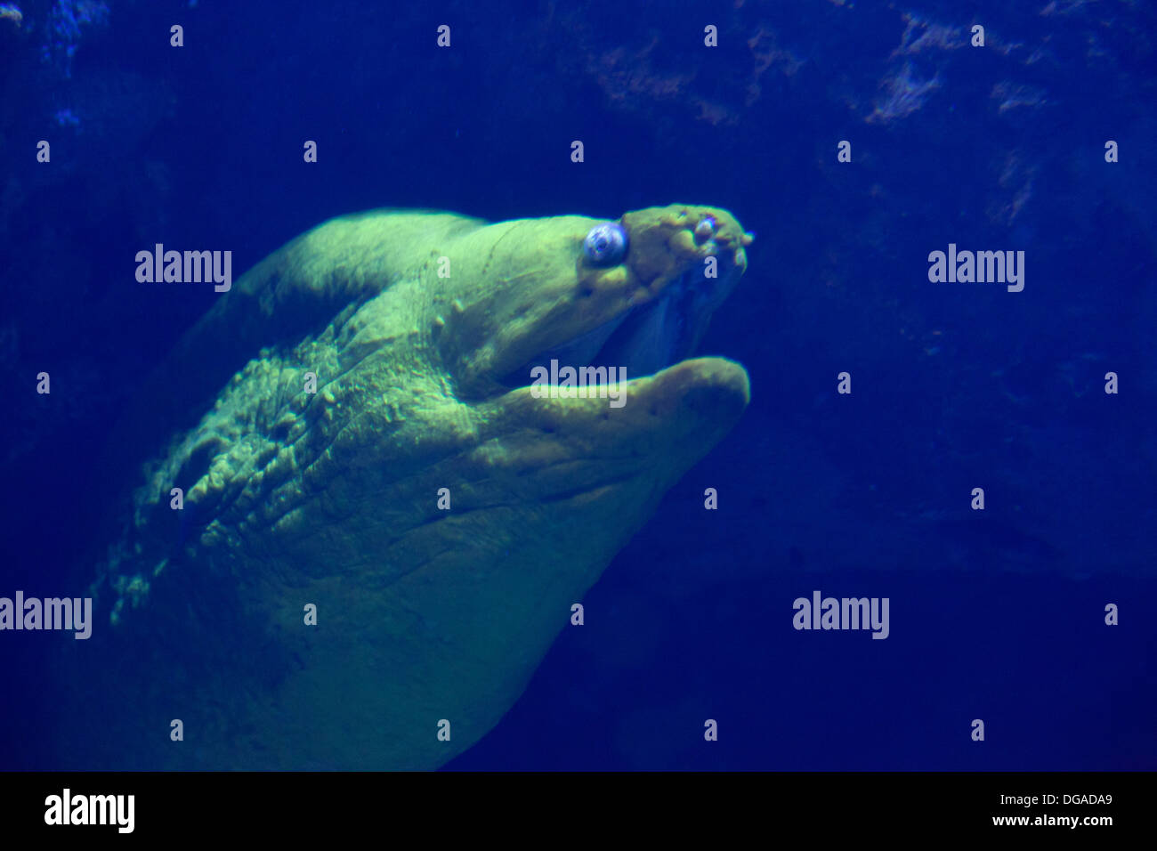 Murena Verde anguilla in un acquario Foto Stock