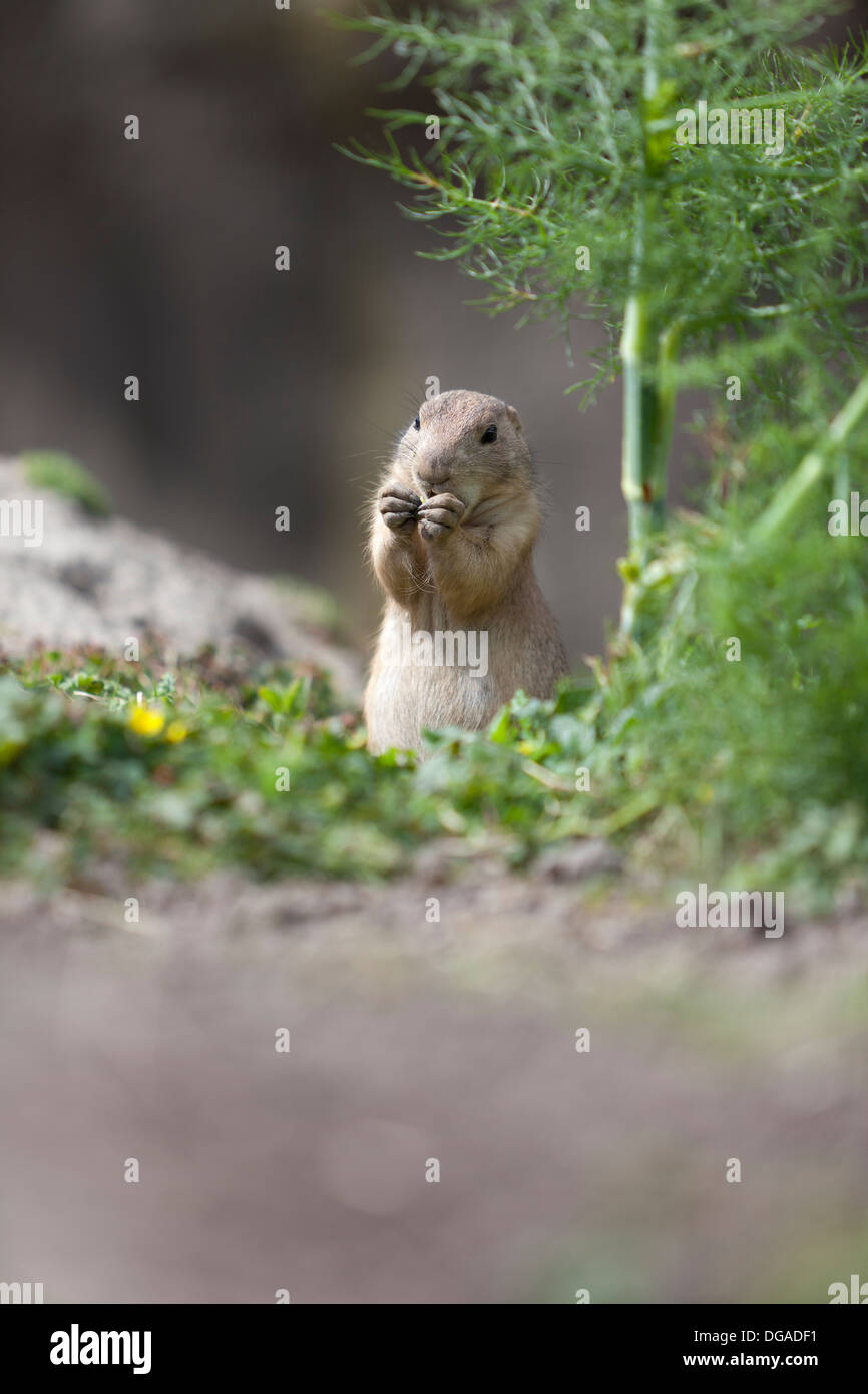 Mangiare marmotta Foto Stock