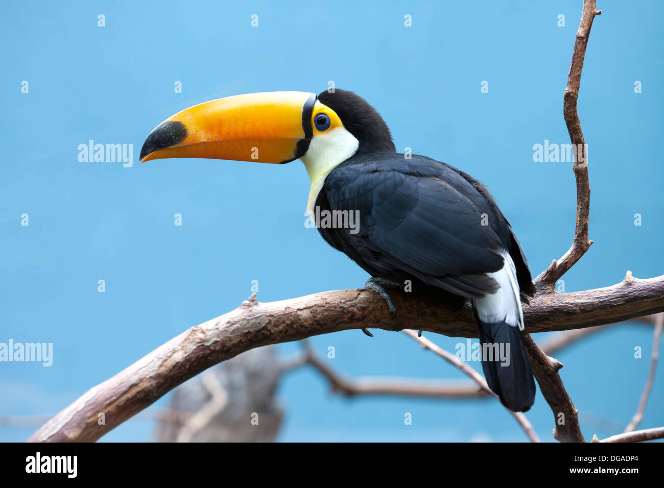 Toucan bird contro il cielo blu Foto Stock