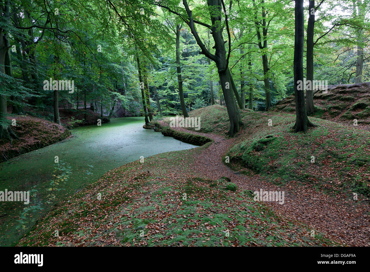 Creek nel bosco in autunno Foto Stock