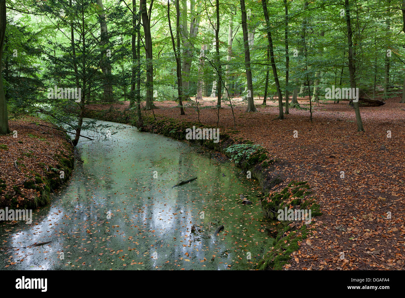 Creek nel bosco in autunno Foto Stock