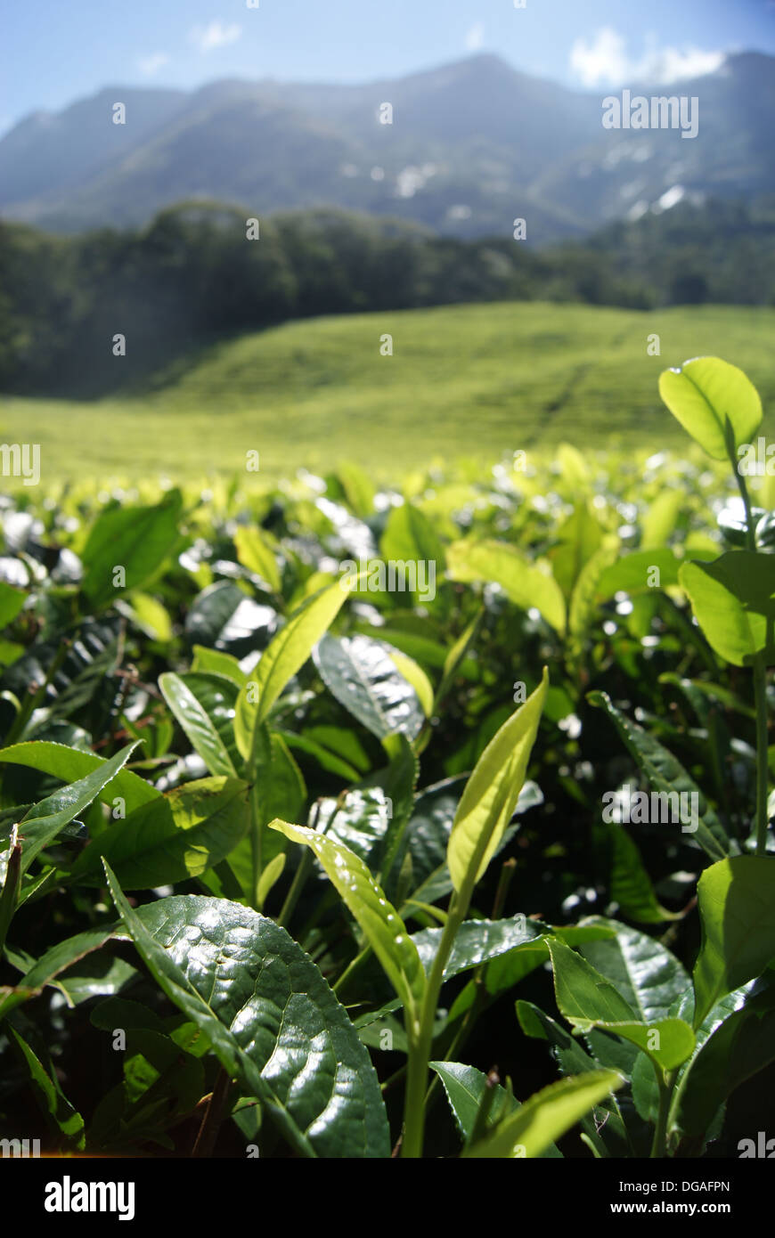 Le piantagioni di tè ai piedi del monte Mulanje, Malawi Foto Stock