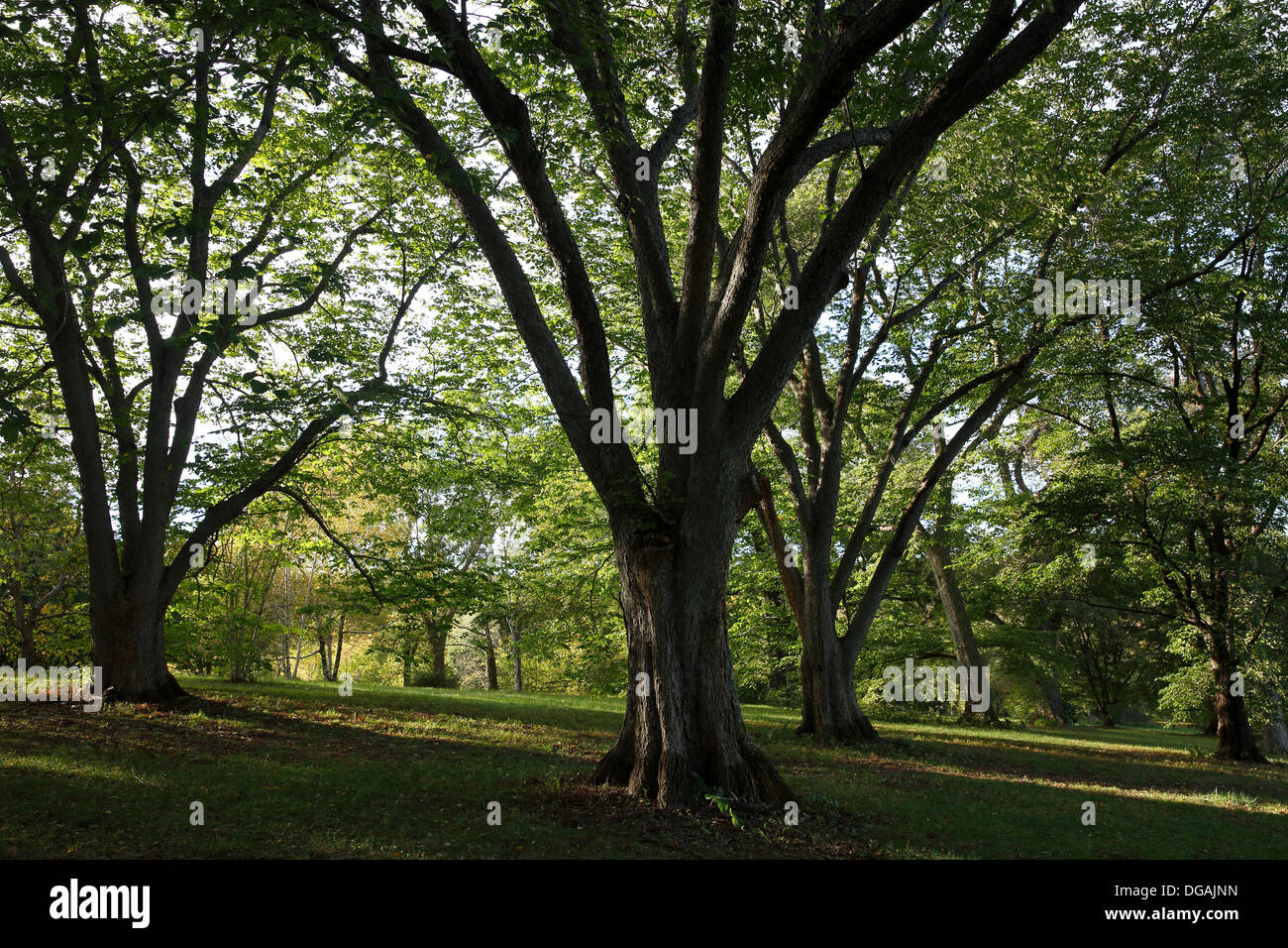 Arnold Arboretum, Boston, Massachusetts, STATI UNITI D'AMERICA Foto Stock