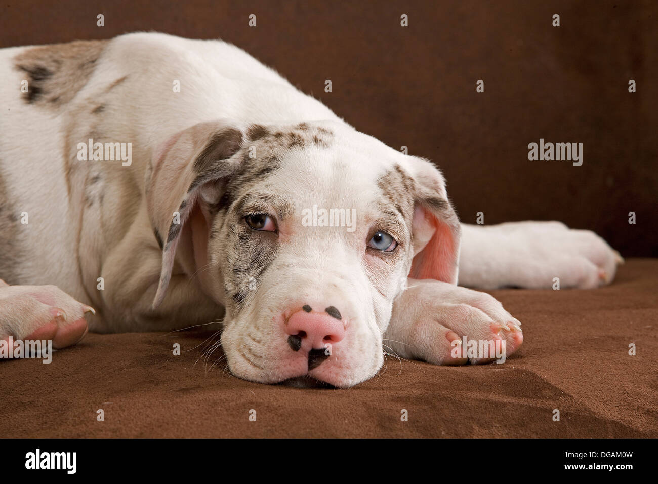 Dieci settimane vecchio Dogo tedesco Foto Stock