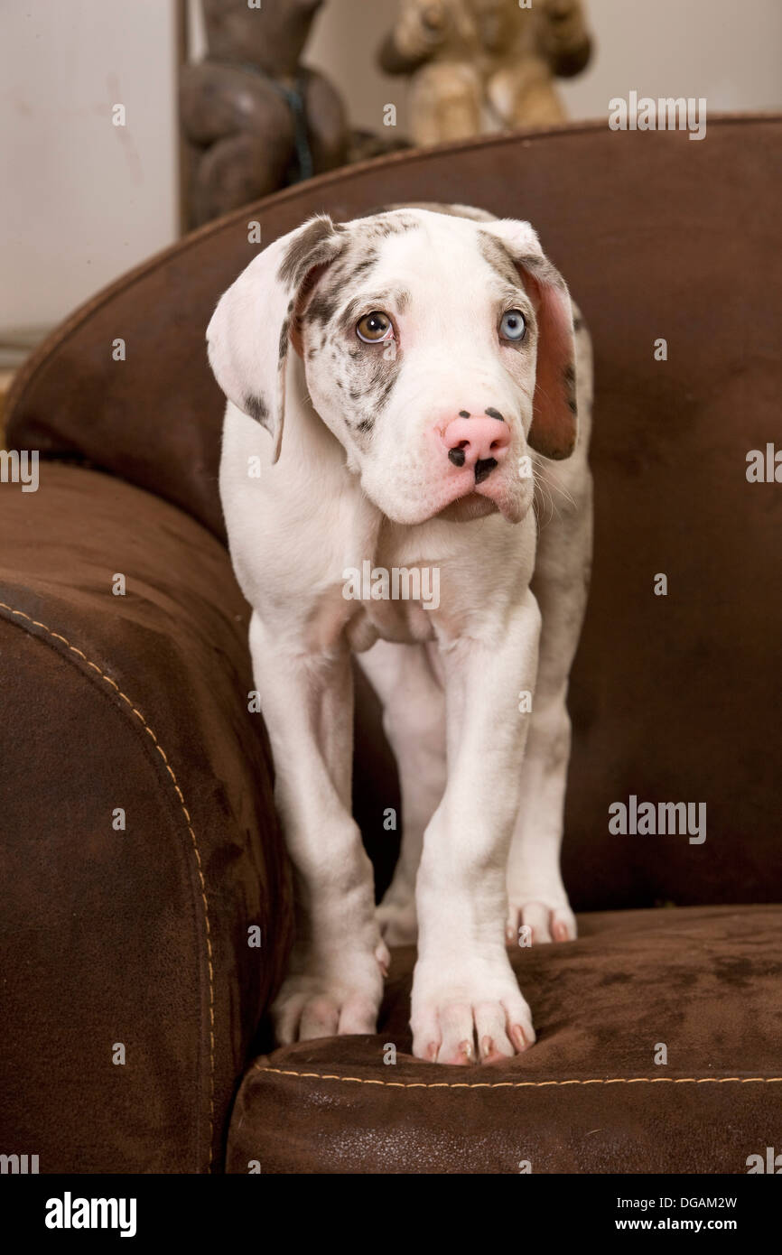 Dieci settimane vecchio Dogo tedesco Foto Stock