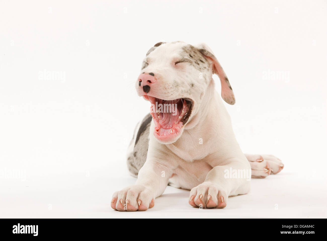 Dieci settimane vecchio Dogo tedesco Foto Stock
