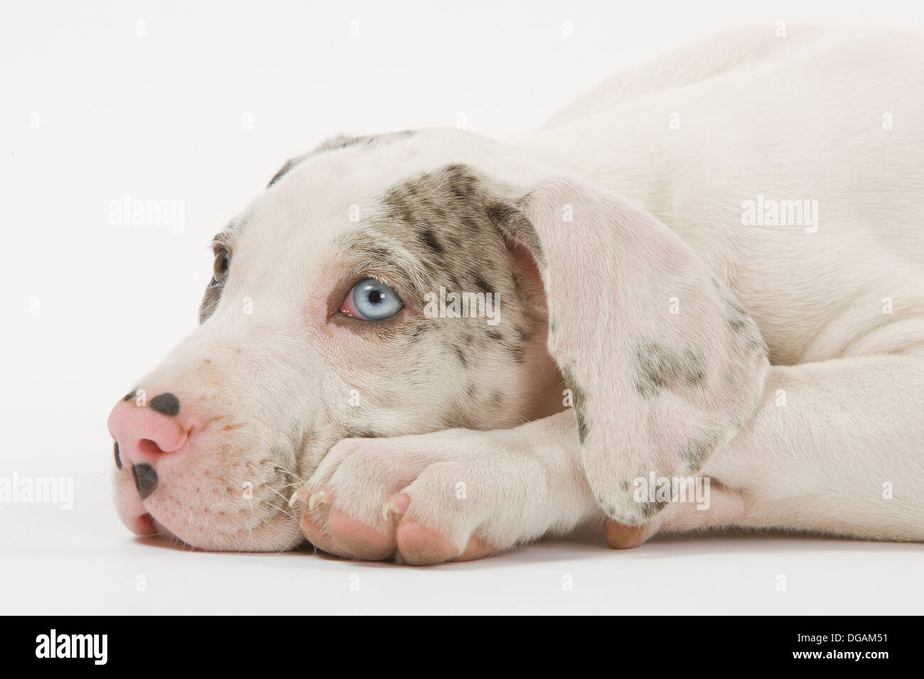 Dieci settimane vecchio Dogo tedesco Foto Stock
