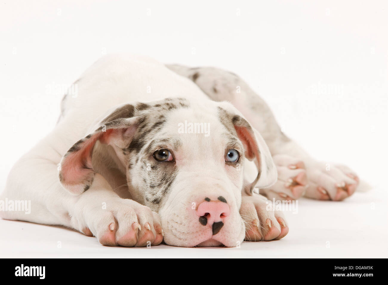Dieci settimane vecchio Dogo tedesco Foto Stock
