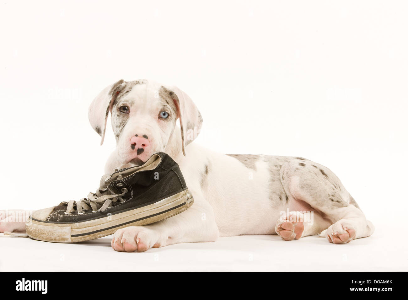 Dieci settimane vecchio Dogo tedesco Foto Stock