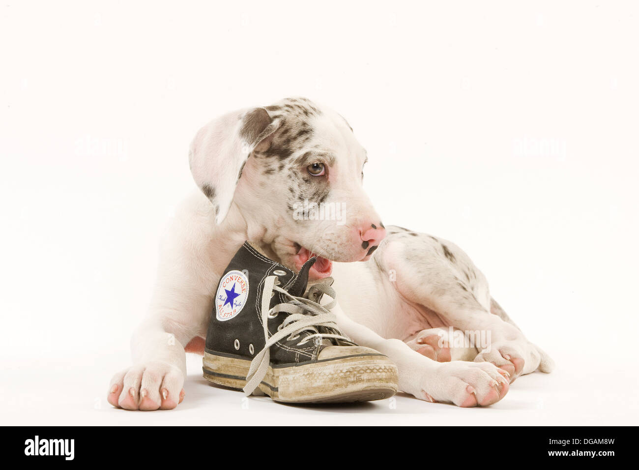 Dieci settimane vecchio Dogo tedesco Foto Stock