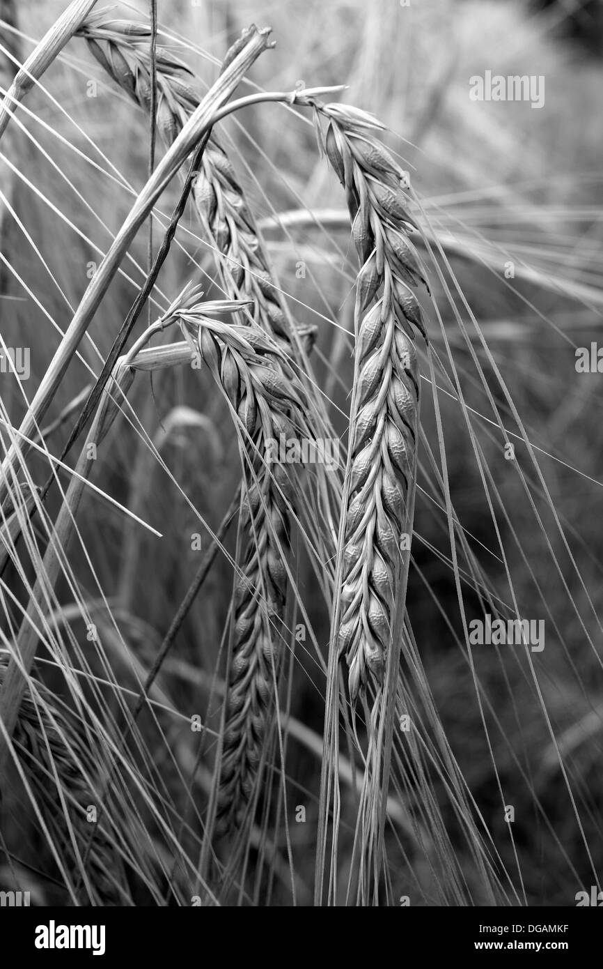 Maturazione estate campi di grano, contea di Norfolk, Inghilterra; Gran Bretagna; Regno Unito Foto Stock