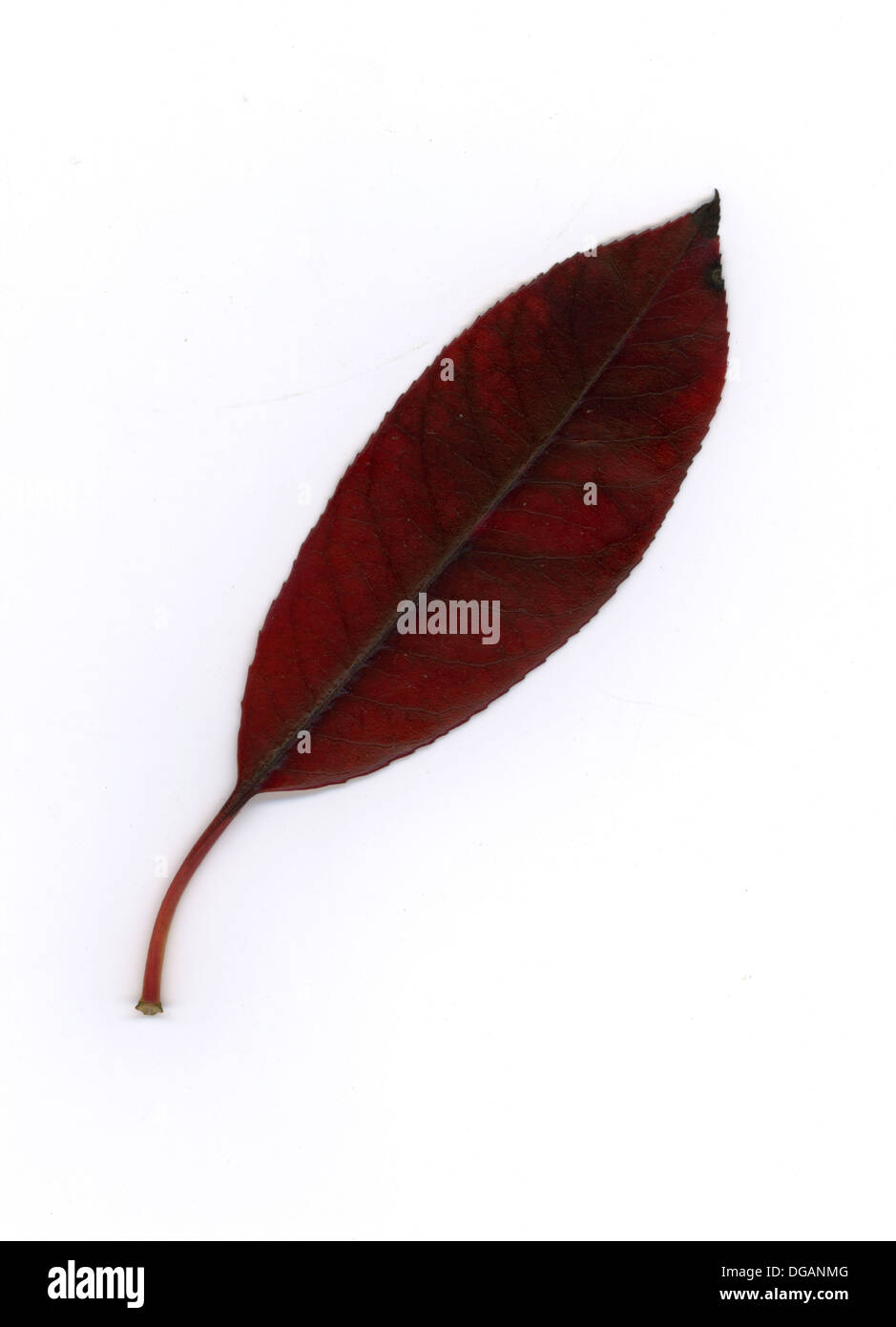 Un colore marrone scuro elm Foglie di autunno colori. Foto Stock