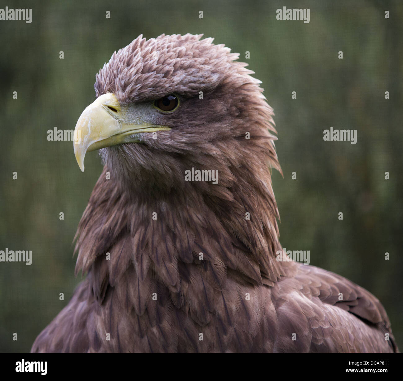 White Tailed Sea Eagle, close up della testa Foto Stock