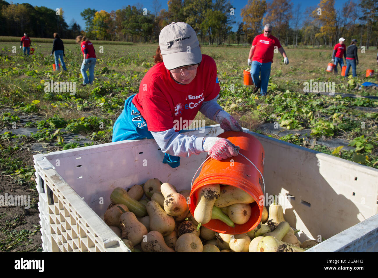 Raccolto di volontariato squash per la distribuzione ai banchi alimentari e mense in Michigan. Foto Stock