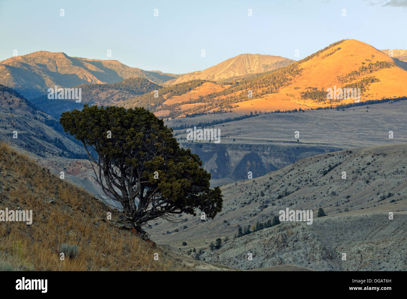 Alberi di ginepro sul versante delle colline aride si affaccia Gardiner e il fiume Yellowstone Valley Yellowstone NP Wyoming USA Foto Stock Alberi di ginepro sul versante delle colline aride si affaccia Gardiner e il fiume Yellowstone Valley Yellowstone NP Wyoming USA Foto Stock