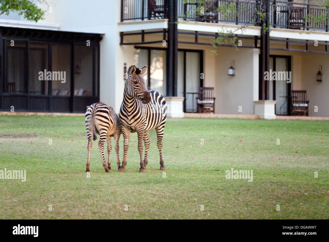 La madre e il bambino zebre comune nella motivazione del Royal Livingstone Hotel Victoria Falls, Zambia Africa Foto Stock