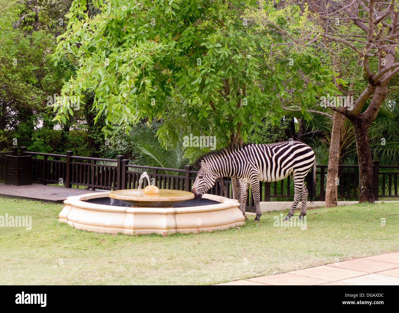 Una zebra di bere acqua da una fontana, Royal Livingstone Hotel, Zambia Africa; nozione di animali selvatici interazione con uomo Foto Stock