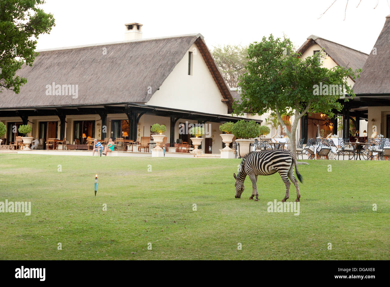 Una zebra pascolare sui prati presso il Royal Livingstone Hotel Victoria Falls, Zambia, Africa Foto Stock