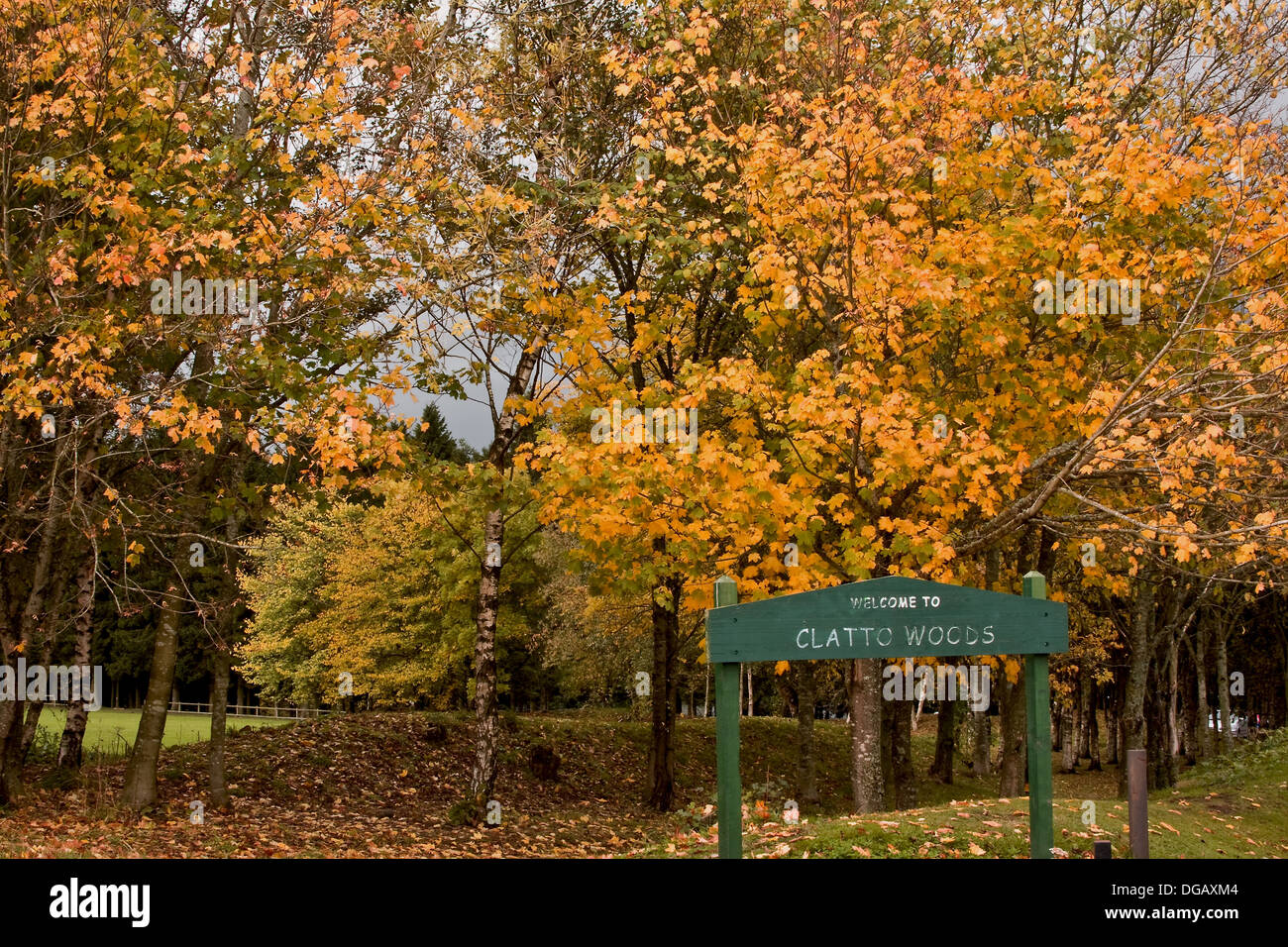 Ingresso Clatto boschi durante il colorito autunno a Dundee, Regno Unito Foto Stock