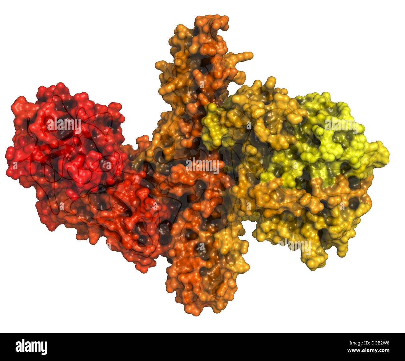 La tossina botulinica proteina neurotossica. Prodotte da Clostridium botulinum. Cosmeticamente usato per il trattamento di rughe. Foto Stock