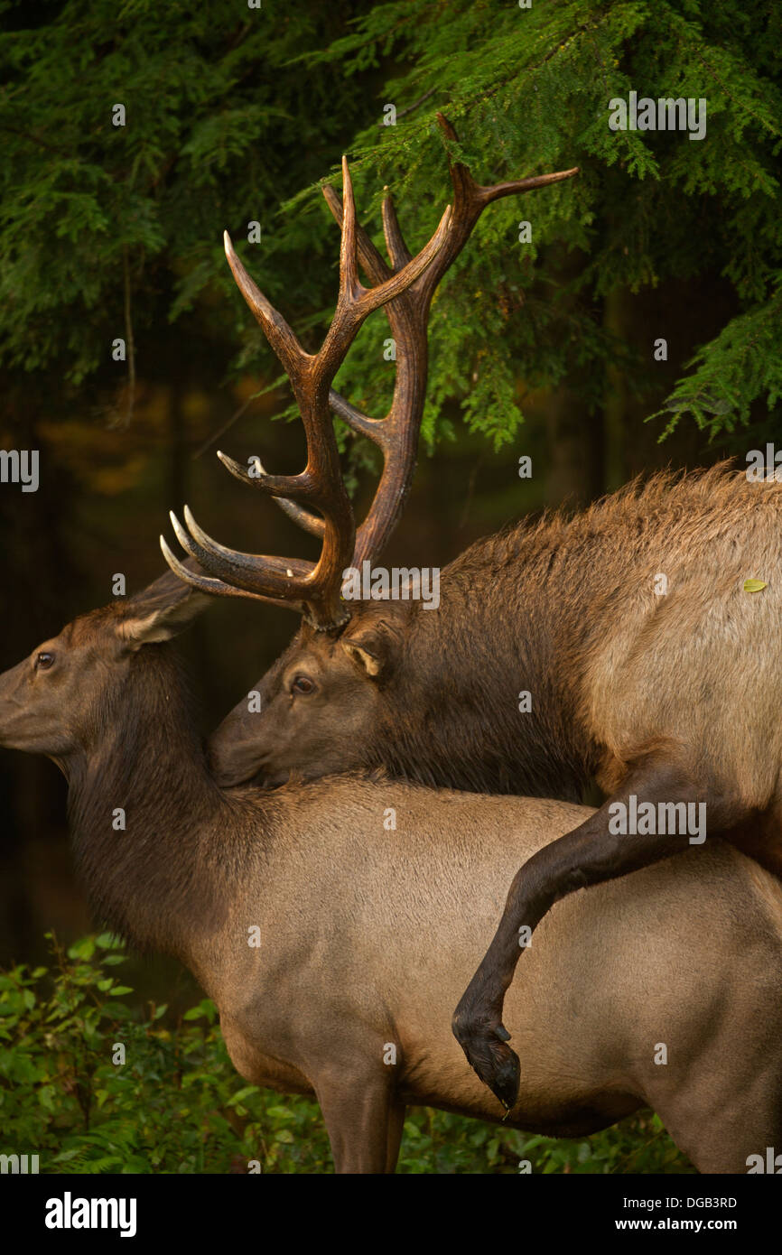 North American elk,(wapiti) Cervus elaphus, durante rut, Pennsylvania, reintrodotto in Pennsylvania nel 1913, Bull o maschio Foto Stock