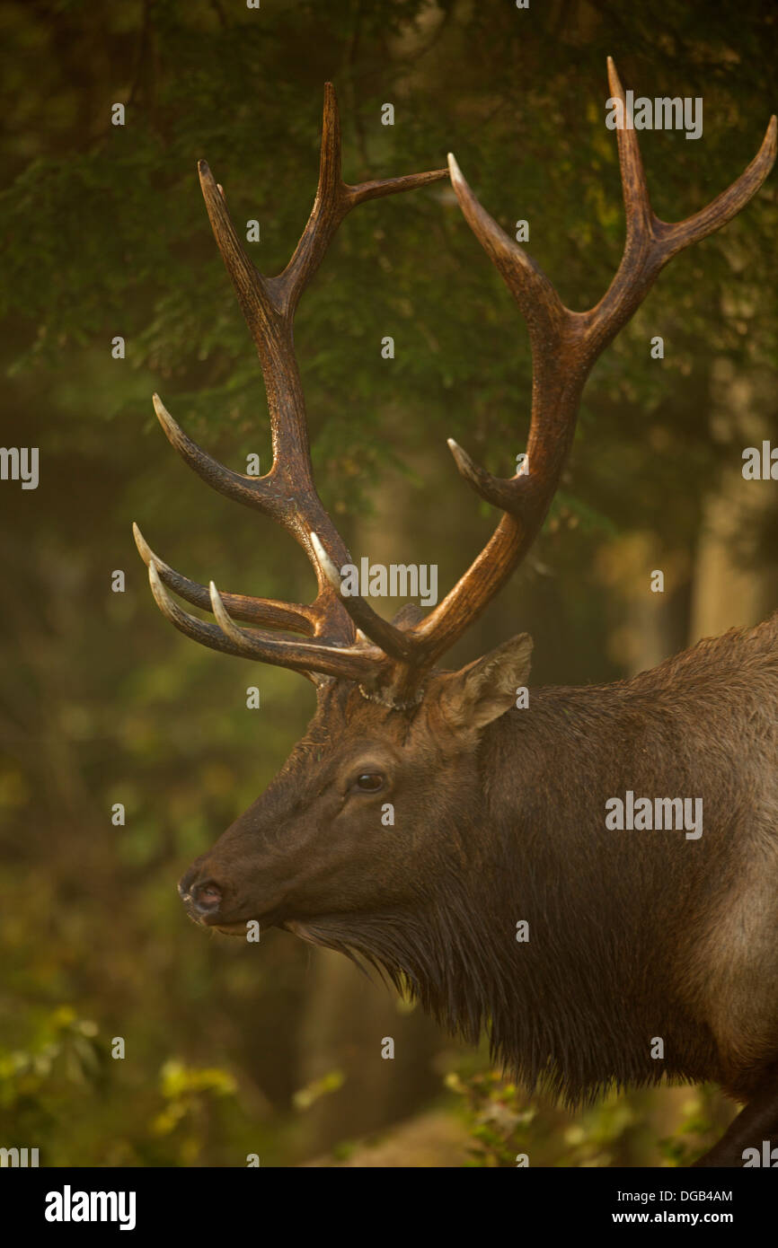 North American elk,(wapiti) Cervus elaphus, durante rut, Pennsylvania, reintrodotto in Pennsylvania nel 1913, Bull o maschio Foto Stock