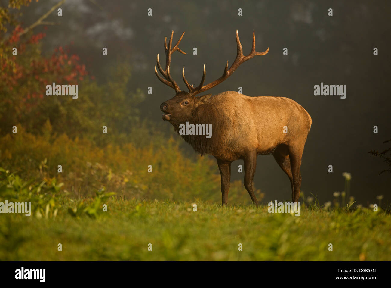 North American elk,(wapiti) Cervus elaphus, durante rut, Pennsylvania, reintrodotto in Pennsylvania nel 1913, Bull o maschio Foto Stock