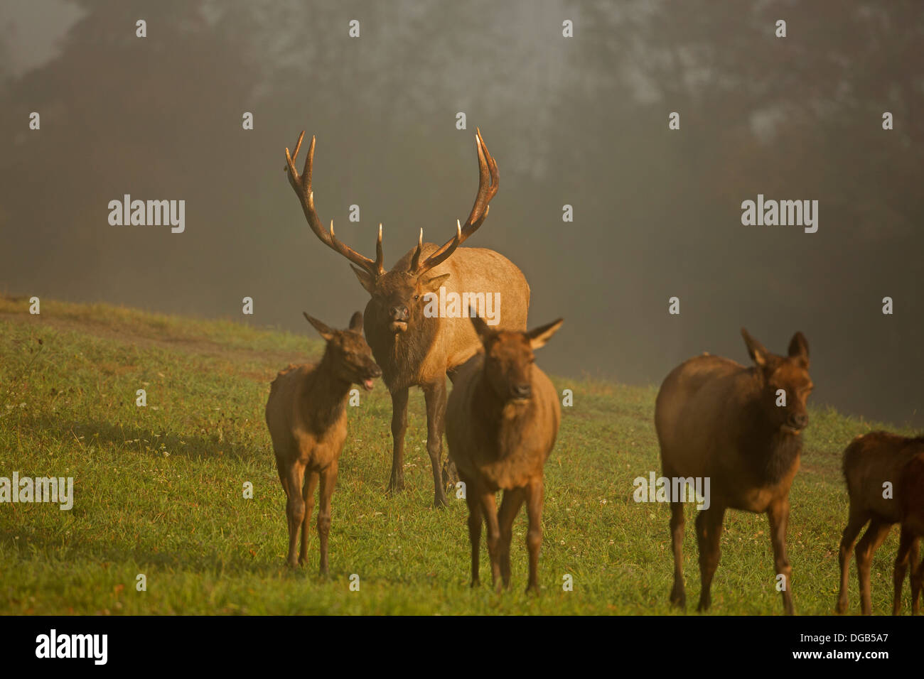 North American elk,(wapiti) Cervus elaphus, durante rut, Pennsylvania, reintrodotto in Pennsylvania nel 1913, Bull o maschio Foto Stock