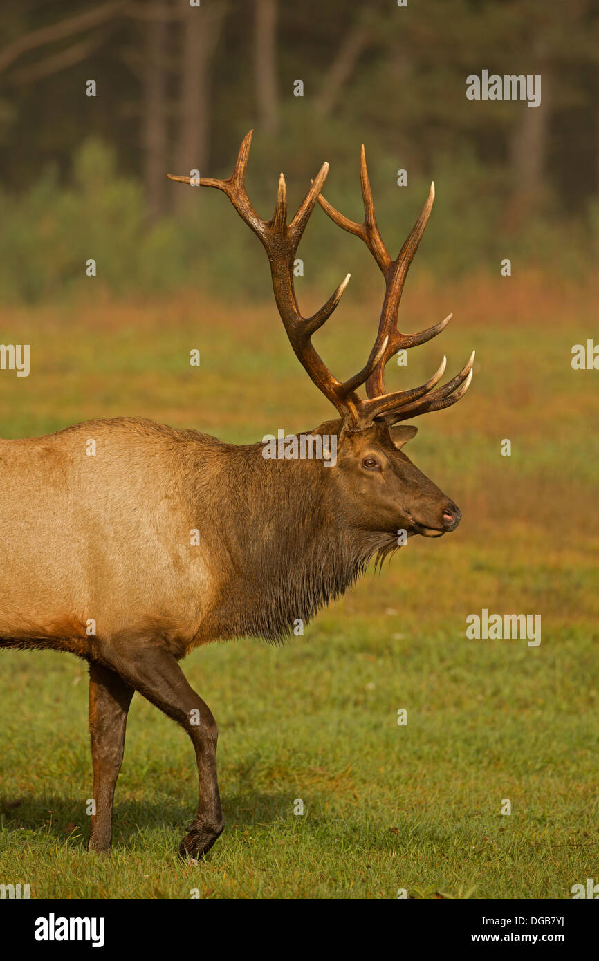 North American elk,(wapiti) Cervus elaphus, durante rut, Pennsylvania, reintrodotto in Pennsylvania nel 1913, Bull o maschio Foto Stock