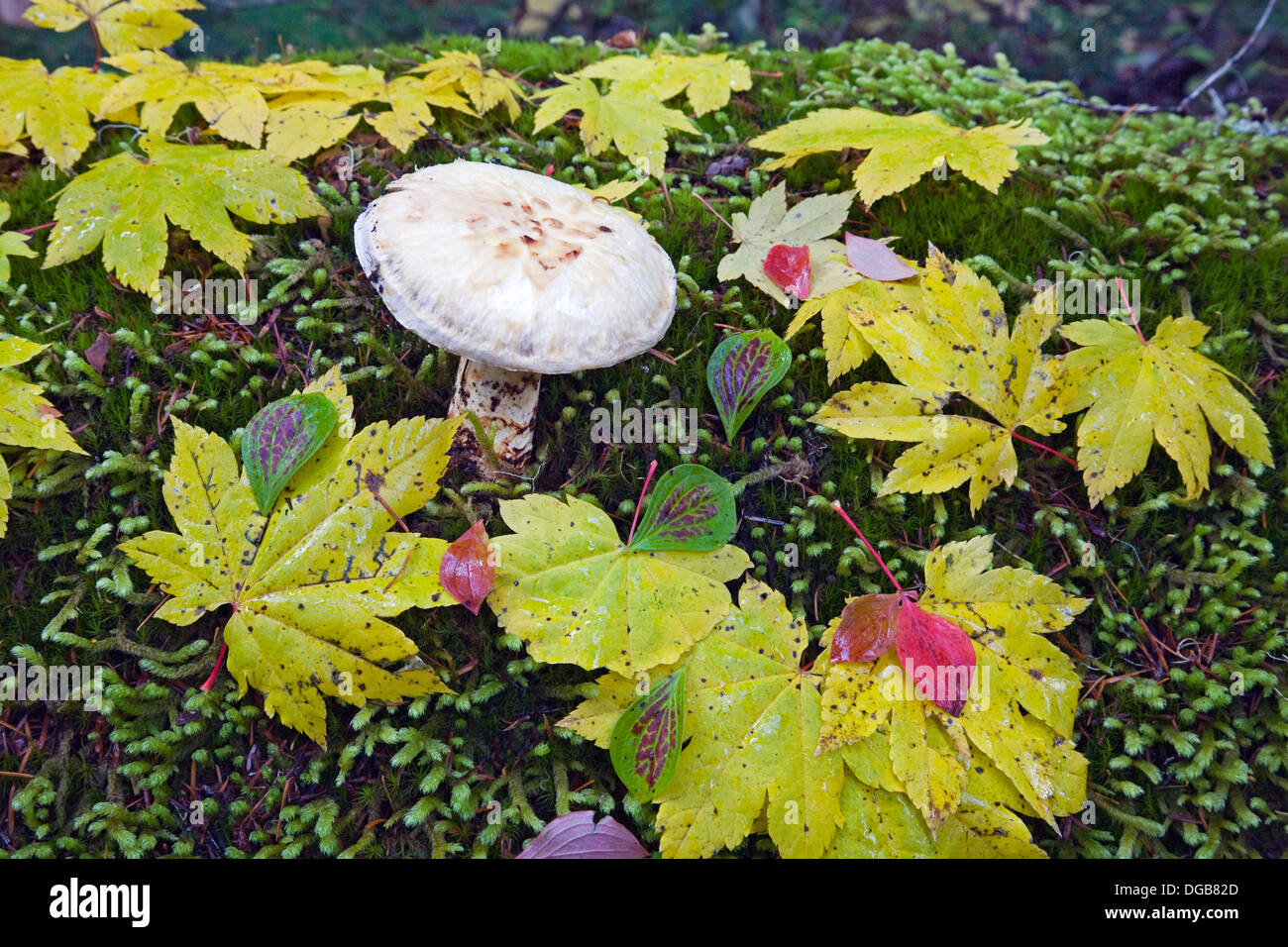 Un fungo amanita fra vitigno caduto foglie di acero in Oregon Cascade Mountains in Ottobre Foto Stock