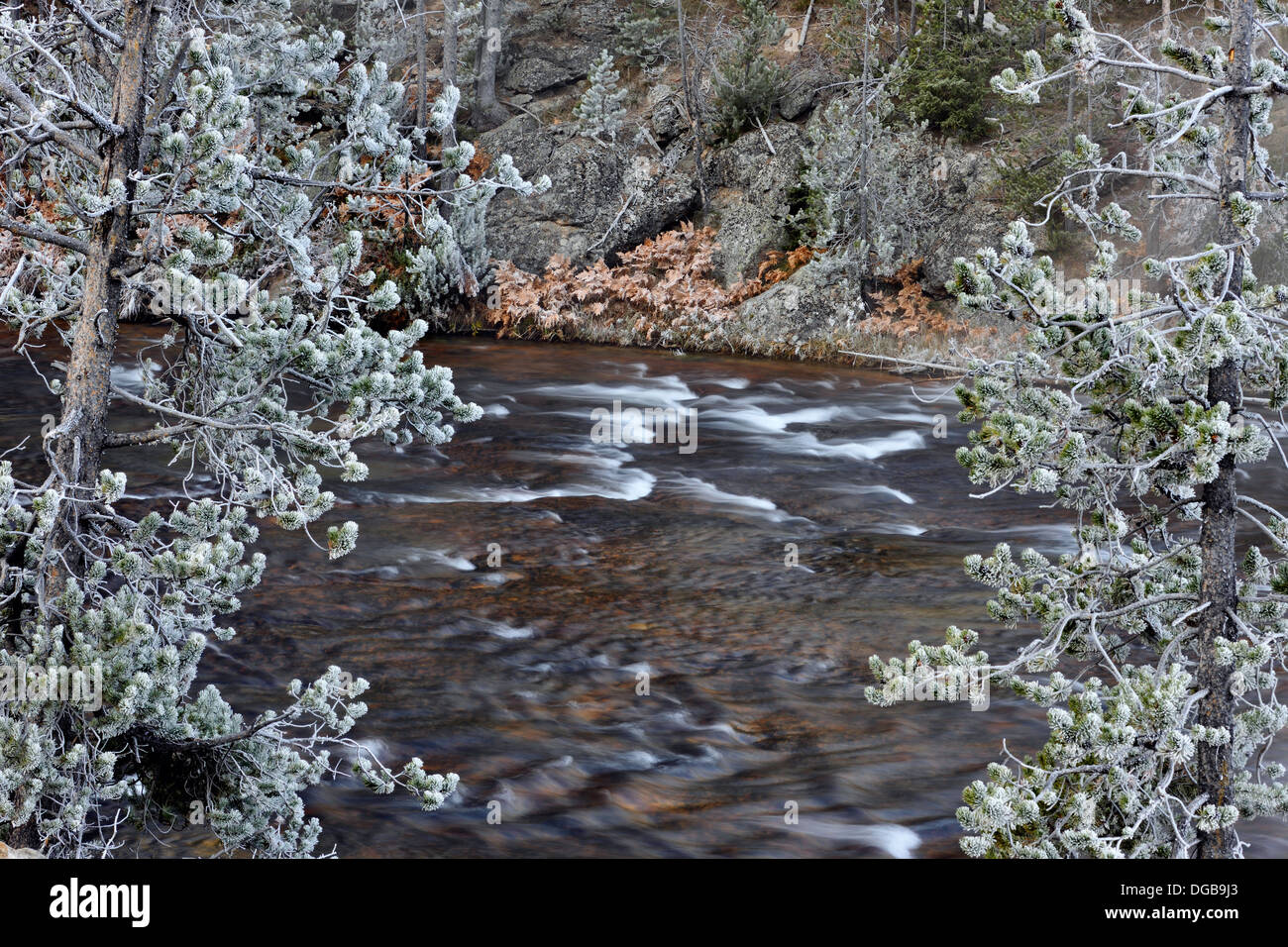 Alberi smerigliato vicino il gibbone fiume Yellowstone NP Wyoming USA Foto Stock