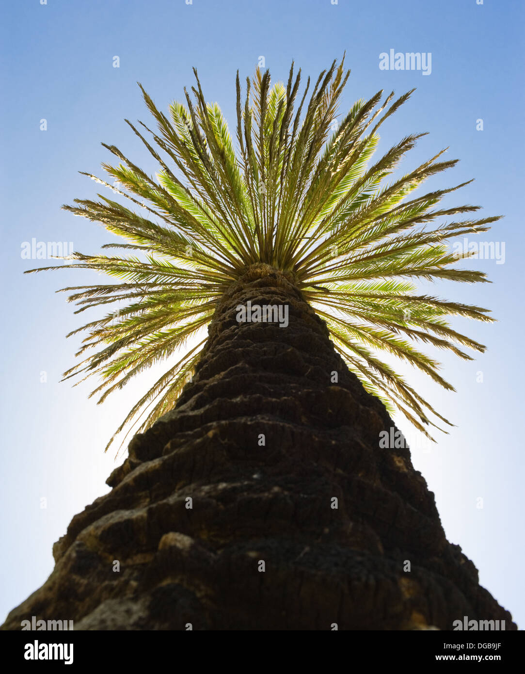 Verde bellissimo albero di palme contro il cielo blu.vista dal basso Foto Stock