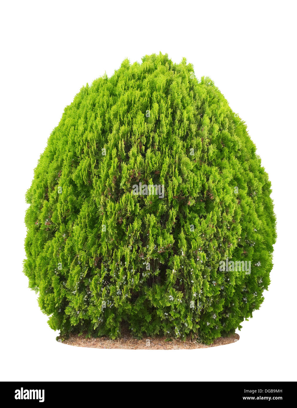 Bella verde bush isolato su sfondo bianco Foto Stock