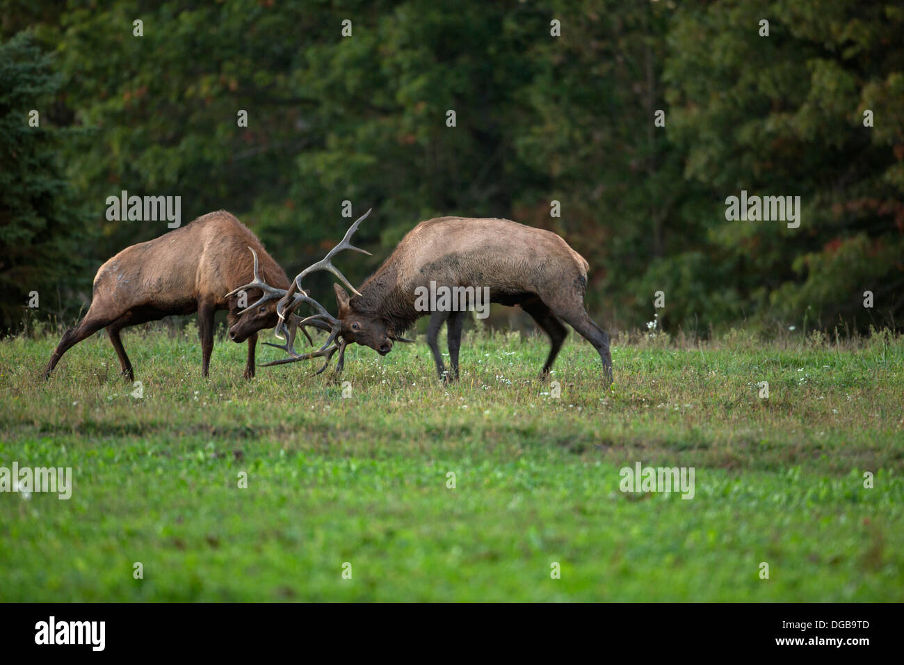 North American elk,(wapiti) Cervus elaphus, durante rut, Pennsylvania, reintrodotto in Pennsylvania nel 1913, Bull o maschio Foto Stock