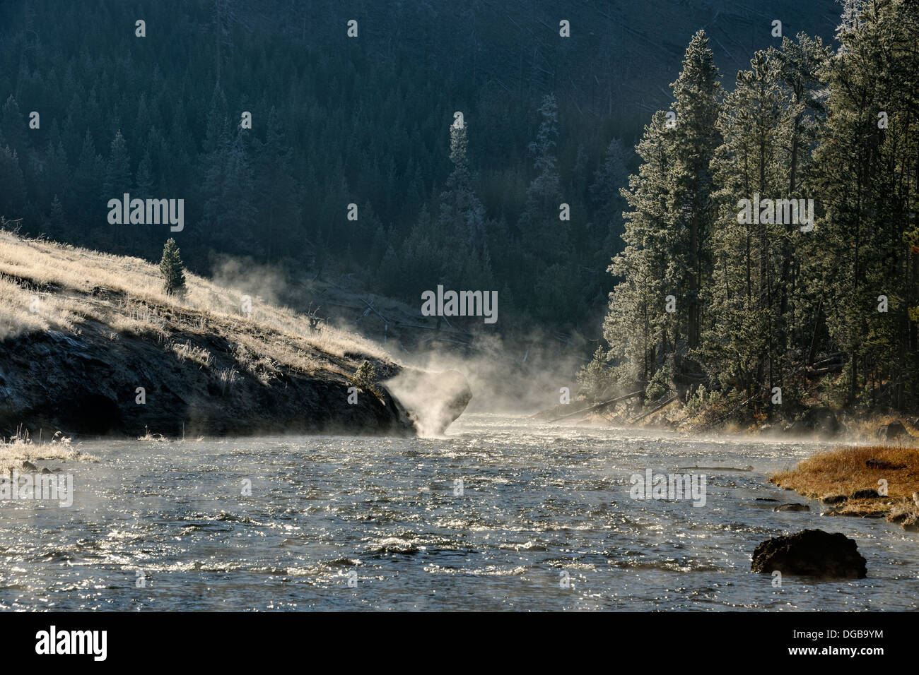 Alberi smerigliato vicino il gibbone fiume Yellowstone NP Wyoming USA Foto Stock