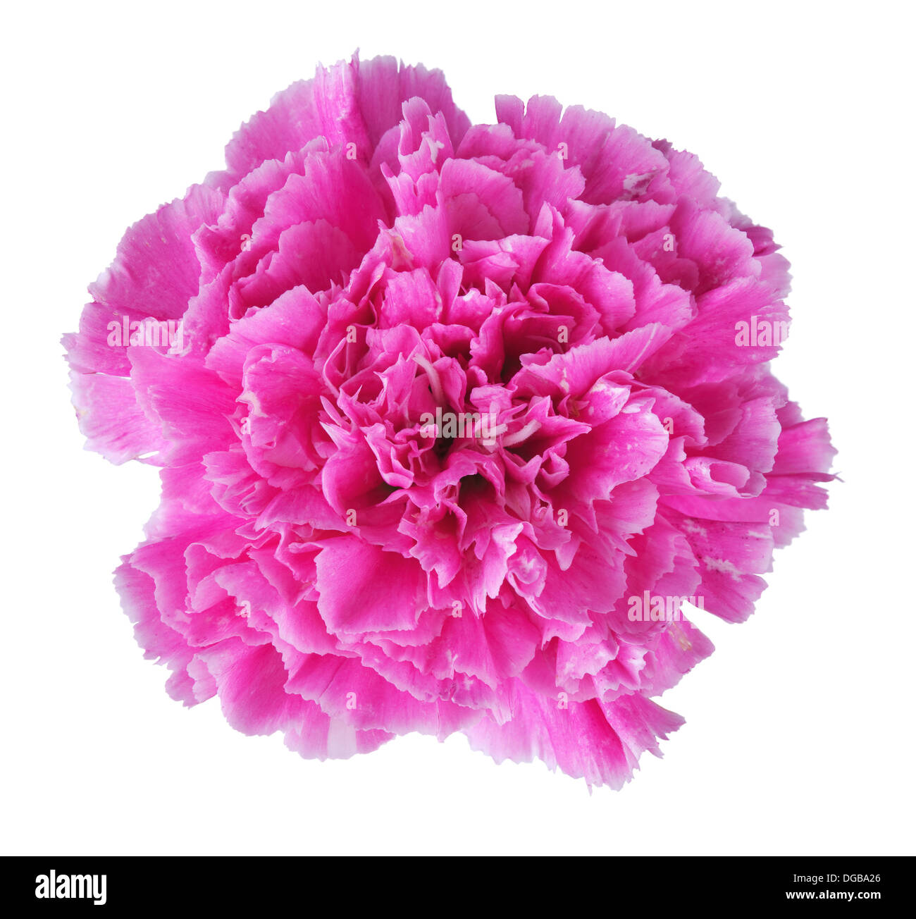 Di un bel colore rosa carnation isolati su sfondo bianco Foto Stock