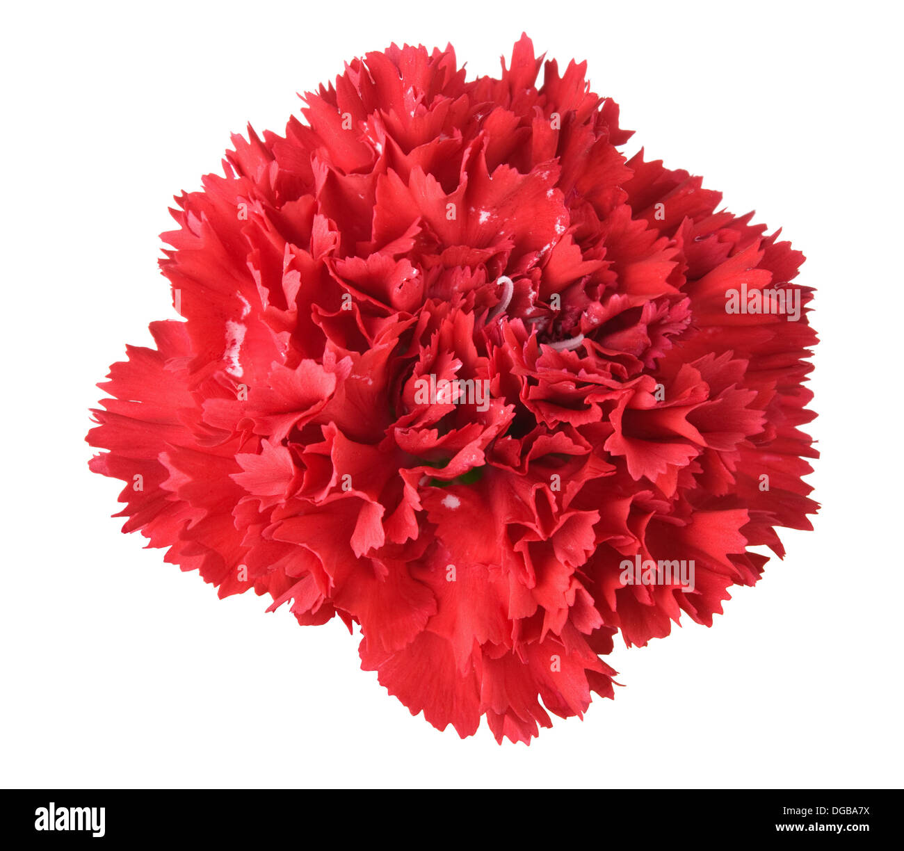 Bella red carnation isolati su sfondo bianco Foto Stock