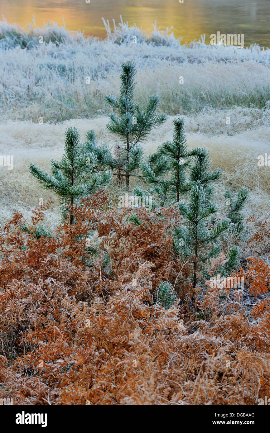 Smerigliato di felci e pini in un bosco vicino il gibbone fiume Yellowstone NP Wyoming USA Foto Stock