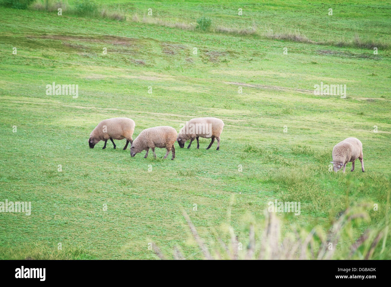 Alcune pecore su un campo erboso nelle zone rurali del Sud Australia Foto Stock