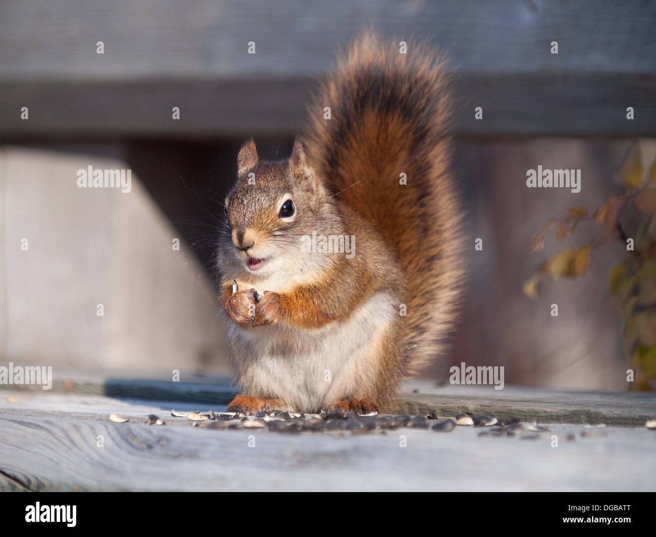 Una grande personalità, super cute, American scoiattolo rosso (Tamiasciurus hudsonicus) si alimenta di semi di girasole in prossimità di Saskatoon, Canada. Foto Stock