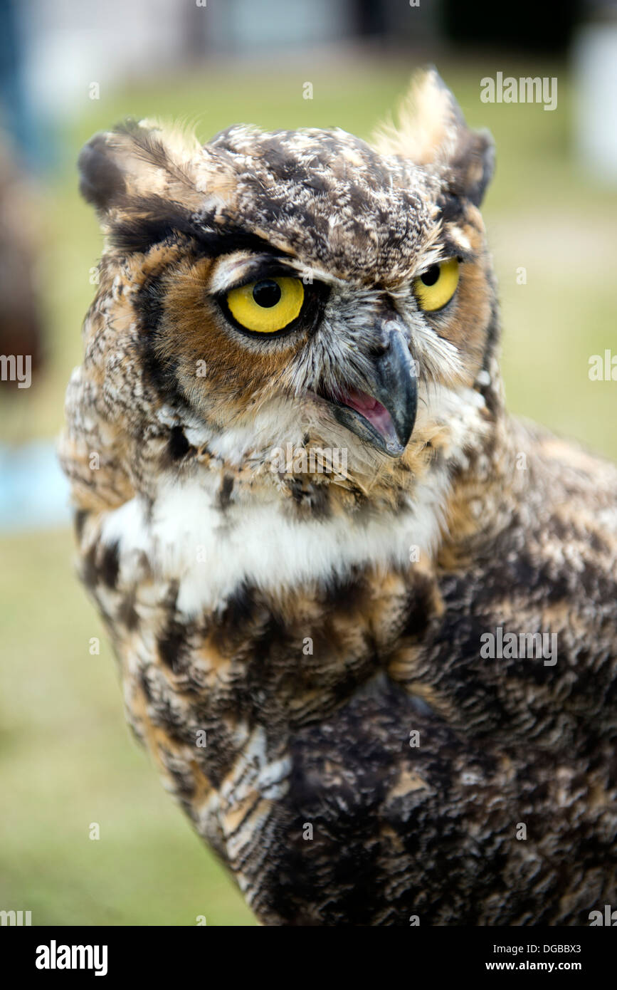 Un grande gufo cornuto (Bubo virginianus) Foto Stock